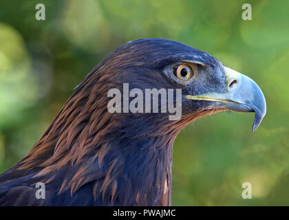 Ritratto vista di profilo di un aquila reale. Per secoli, questa specie è stato uno dei più apprezzati uccelli usati in falconeria. Foto Stock