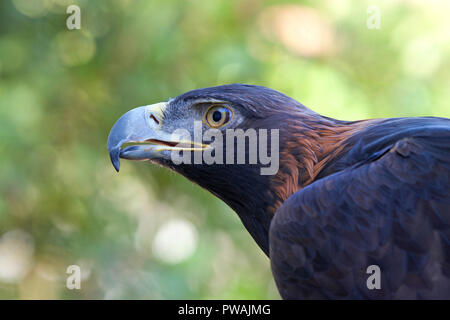 Ritratto vista di profilo di un aquila reale. Per secoli, questa specie è stato uno dei più apprezzati uccelli usati in falconeria. Foto Stock