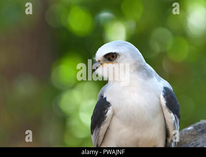 In prossimità di uno white tailed kite, un piccolo raptor trovati nella parte occidentale del Nord America e in alcune parti del Sud America Foto Stock