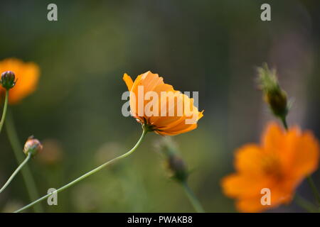 Arancio fiori Cosmos Foto Stock