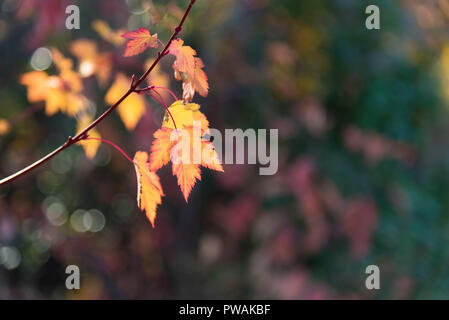 Piccolo giallo e rosso Foglie di autunno sul singolo ramo con i colori autunnali in background Foto Stock
