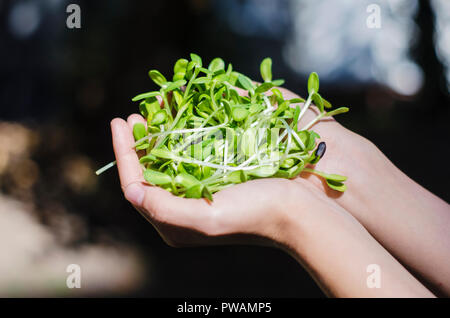 Foto di microgreen in mani. Piantine di Girasole - Super per la salute. Foto Stock