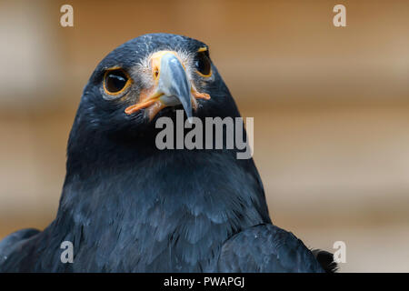 Steppa Eagle ritratto Foto Stock