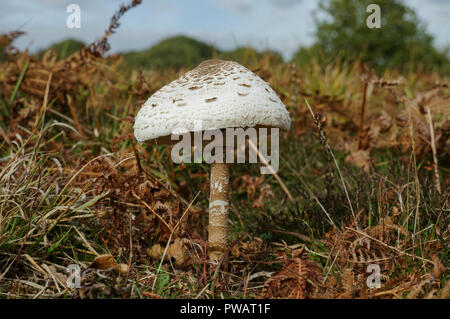 Parasol (fungo Macrolepiota procera) Foto Stock