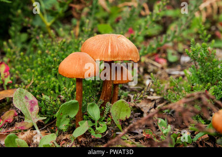 Bundle di deceiver funghi (Laccaria Laccata) in comune Chaile Riserva Naturale, West Sussex Foto Stock