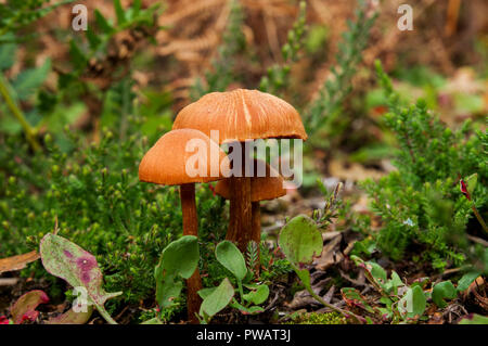 Bundle di deceiver funghi (Laccaria Laccata) in comune Chaile Riserva Naturale, West Sussex Foto Stock