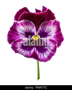 Pansy fiori isolati su sfondo bianco Foto Stock