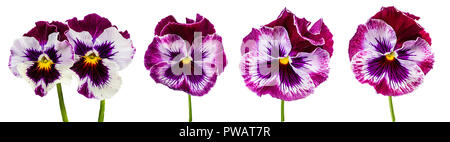 Pansy fiori isolati su sfondo bianco Foto Stock