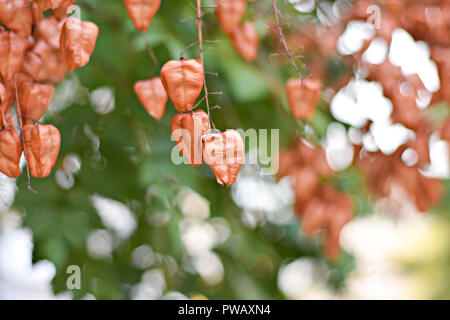Struttura romantica con forma a forma di cuore ad lascia/ bello sfondo autunnale Foto Stock