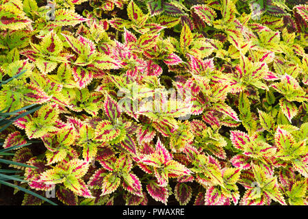 Rosso brillante Skullcaplike verde, Coleus Coleus Blumei, denominata anche dipinta sullo sfondo di ortica. Essi vengono coltivati come piante ornamentali, che è popolare Foto Stock