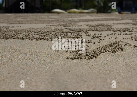 Molte piccole pietre sulla sabbia della spiaggia di marcature di granchio Foto Stock