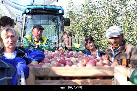 Federazione dei lavoratori delle aziende agricole stanno intorno un bin di appena raccolto le mele a Rassvet Azienda Agricola Ottobre 9, 2018 in Georgiyevskaya, Territorio di Stavropol, Russia. Il presidente russo Vladimir Putin ha visitato lo stabilimento durante un viaggio in Russia meridionale per discutere di agricoltura e la produzione agricola. Foto Stock