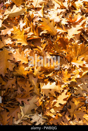 Pila di secchi di foglie di quercia in autunno, Quercus robur. Foto Stock
