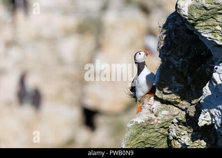 Close-up, vista frontale di adulti stavano puffini, isolata, sulla scogliera rocciosa edge, guardando in alto come se a salire! Concetto fotografia: è possibile farlo, just do it! Foto Stock