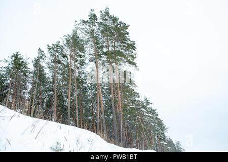 Coperta di neve alberi in montagna. Incantevole paesaggio invernale Foto Stock