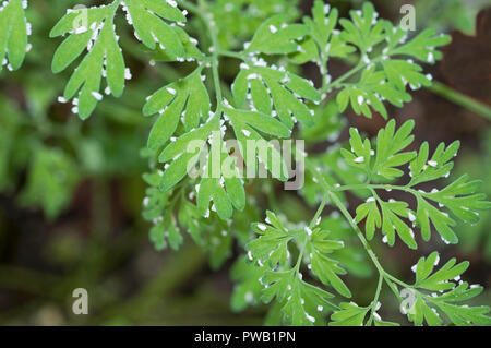 Serra Whitefly Trialeurodes vaporariorum su infestante in serra. Foto Stock