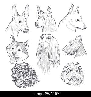 Cane di razza schizzo di testa. Rare razze canine. Disegnata a mano cane vettore collezione isolati su sfondo bianco. Illustrazione Vettoriale