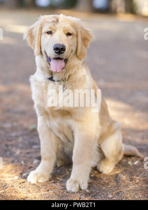 Golden Retriever cucciolo maschio e salotto guardando la fotocamera. Foto Stock