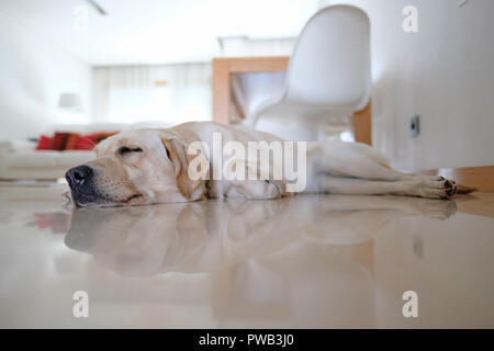 Giallo labrador retriever di dormire sul pavimento a casa Foto Stock