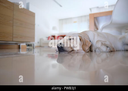 Giallo labrador retriever di dormire sul pavimento a casa Foto Stock