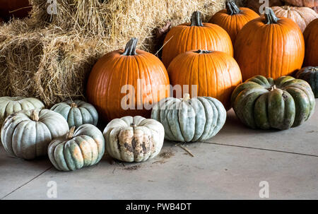 Raccolte di colore verde e arancione zucca in attesa della loro selezione dal mercato di zucca, Gainesville, GEORGIA, STATI UNITI D'AMERICA Foto Stock