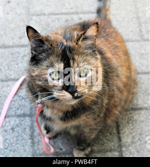 Tartaruga femmina gatto con gli occhi verdi e un guinzaglio rosa seduta sul patio pietre. Foto Stock