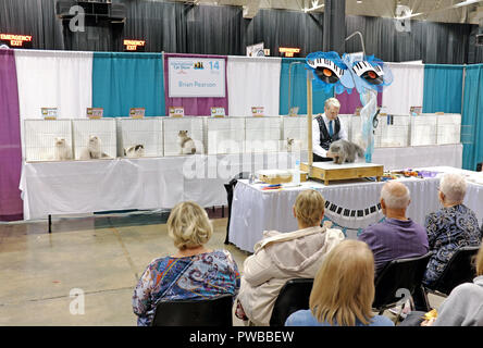 Cleveland, Ohio, Stati Uniti d'America, 14 ott 2018. Un giudice ispeziona un provviste di pedigree gatto persiano in uno degli anelli di giudizio durante il 2018 CFA International Cat Show al IX centro di Cleveland, Ohio, USA. Credito: Mark Kanning/Alamy Live News. Foto Stock