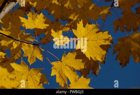 Leipzig, in Sassonia. 15 ottobre, 2018. Il giallo delle foglie di un albero di acero sono illuminate dal sole. Credito: Sebastian Willnow/dpa-Zentralbild/dpa/Alamy Live News Foto Stock