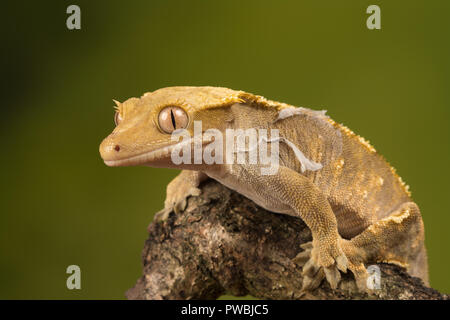 Crested gecko (Correlophus ciliati), una specie di lucertola nativi a Sud della Nuova Caledonia Foto Stock