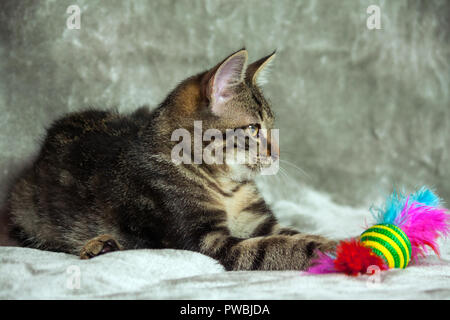 Unbreed gattino sdraiato su un tappeto grigio, guardando al lato accanto ad essa è un luminoso giocattolo con piume rosa, sullo sfondo di una luminosa tonalità di grigio, Foto Stock