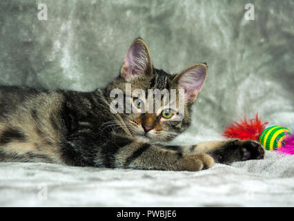 Cucciolo di razza giacente su un livello di grigio plaid, guardando la telecamera, accanto ad esso è un luminoso giocattolo con piume rosa, in background è una luce di colore grigio, Foto Stock