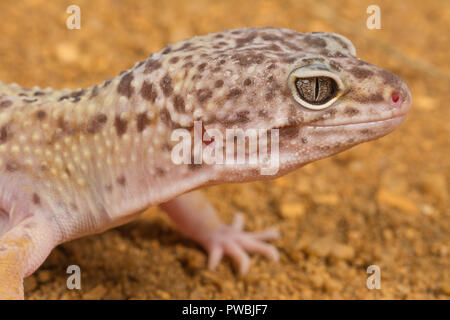 Close-up di un Leopard gecko (Eublepharis macularius), un asiatico specie di lucertola Foto Stock