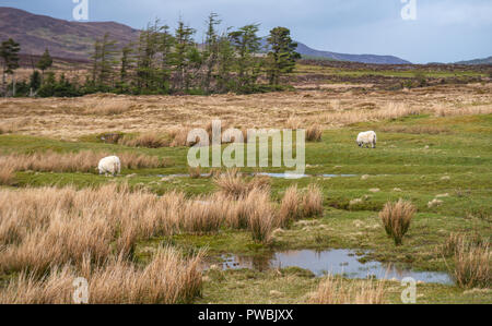 Le pecore sulle rive di Loch Slapin vicino Elgol, West Highlands, Isola di Skye, Scotland, Regno Unito Foto Stock