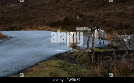 Le pecore sulle rive di Loch Slapin vicino Elgol, West Highlands, Isola di Skye, Scotland, Regno Unito Foto Stock