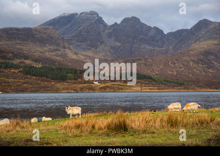 Le pecore sulle rive di Loch Slapin vicino Elgol, bla bheinn sullo sfondo delle Highlands, Isola di Skye, Scotland, Regno Unito Foto Stock