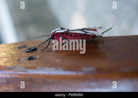 Rosso e nero Butterfly su un tavolo di legno, Sa Pa, Vietnam Foto Stock