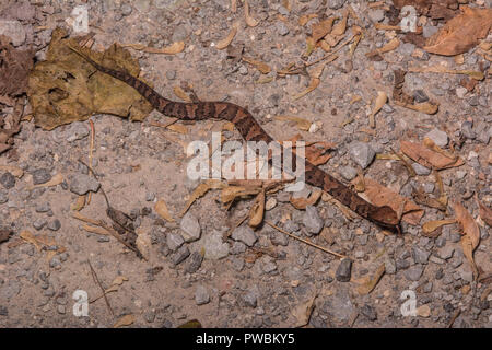 Un teenager Western Cottonmouth (Agkistrodon piscivorous leucostoma) trovato attraversando la strada di serpente in Union County, Illinois, Stati Uniti d'America. Foto Stock