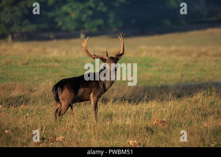 Un melanistic daini stag durante la routine Foto Stock