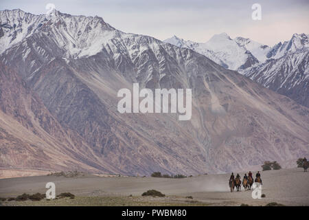 Cammelli nel Karakorum Montagne, Hundar, Valle di Nubra, Ladakh, India Foto Stock