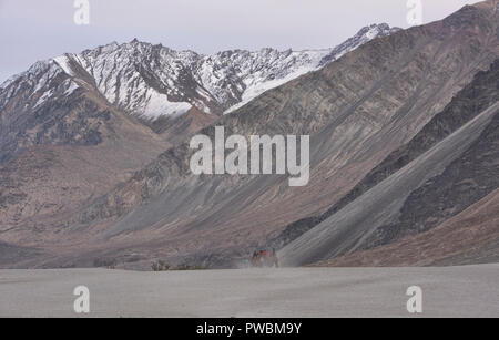 Cammelli nel Karakorum Montagne, Hundar, Valle di Nubra, Ladakh, India Foto Stock