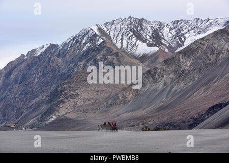 Cammelli nel Karakorum Montagne, Hundar, Valle di Nubra, Ladakh, India Foto Stock