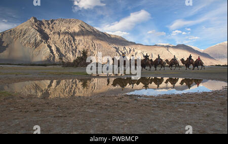 Bactrian cammelli nel Karakorum Montagne, Hundar, Valle di Nubra, Ladakh, India Foto Stock