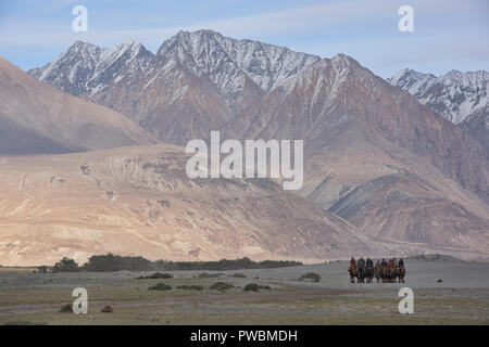 Cammelli nel Karakorum Montagne, Hundar, Valle di Nubra, Ladakh, India Foto Stock