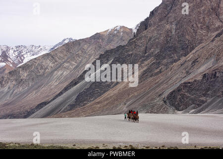 Cammelli nel Karakorum Montagne, Hundar, Valle di Nubra, Ladakh, India Foto Stock