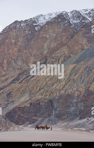 Cammelli nel Karakorum Montagne, Hundar, Valle di Nubra, Ladakh, India Foto Stock