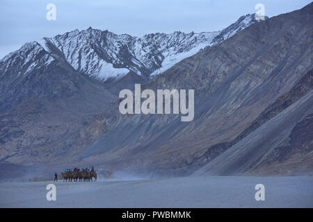 Cammelli nel Karakorum Montagne, Hundar, Valle di Nubra, Ladakh, India Foto Stock