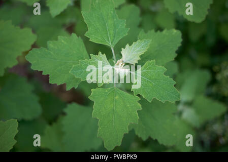 Chenopodium album foglie fresche Foto Stock