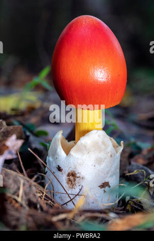 Amanita emergenti jacksonii Mushroom - Pisgah National Forest, Brevard, North Carolina, STATI UNITI D'AMERICA Foto Stock