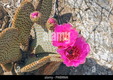 Coda di castoro cactus nel deserto Anza-Borrego parco dello stato Foto Stock