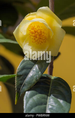 Camellia nitidissima; Theaceae; evergreen shurb; semplice fiore giallo Foto Stock